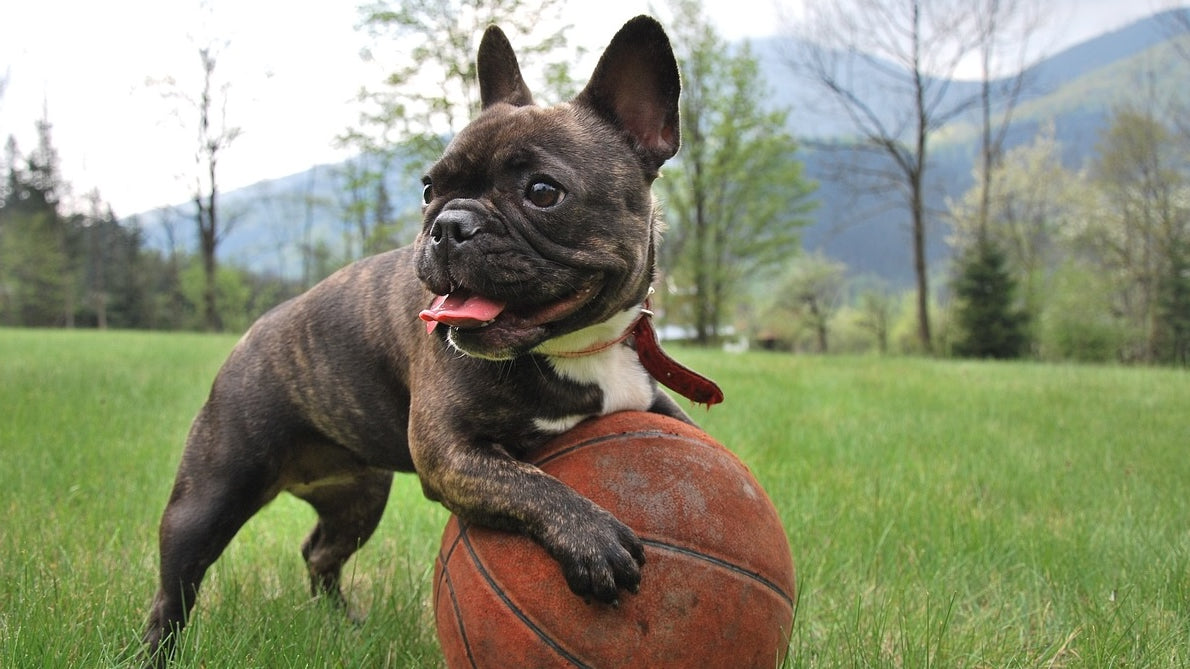 Your Guide to Brachycephalic Dogs – How to Choose Their Diet and Treats